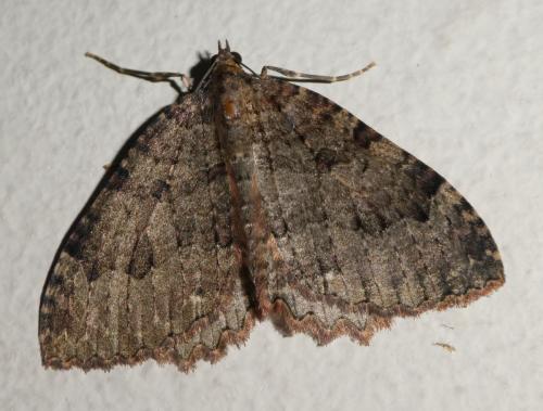 Réf. 263 297 : Triphosa dubitata